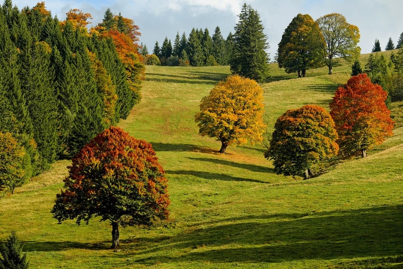 Forest Scents