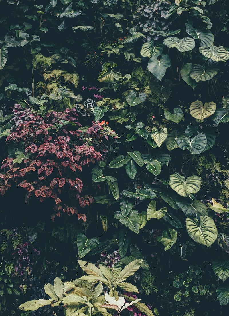Botanical Prints