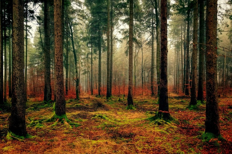 Moss Decor